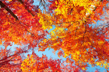 Bottom view of the tops of trees in the autumn forest.