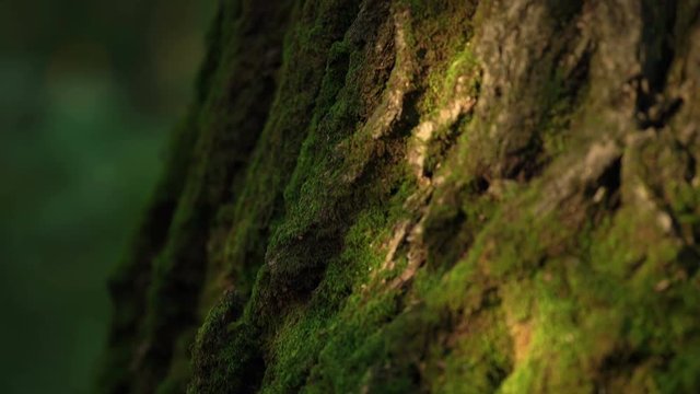 Slowly Moving Along The Trunk Of The Tree Overgrown With Moss