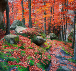 Colorful autumn scene in the mountain forest.