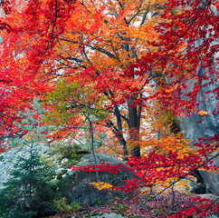 Colorful autumn scene in the mountain forest.