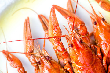 Boiled red crayfishes ( Astacus astacus ) on a white dish close-up selective focus. 