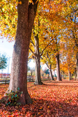 B&auml;ume und Laub im Herbst, r&ouml;tlich