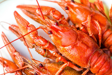 Boiled red crayfishes ( Astacus astacus ) on a white dish close-up selective focus. 