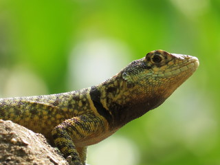 Lagarto