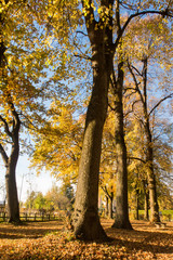 Bäume und Laub im Herbst