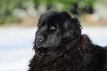 Fototapeta premium Newfoundland dog in the snow