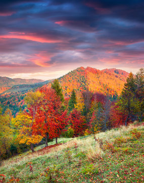 Colorful autumn scene on the Svydovets mountain range in Carpath