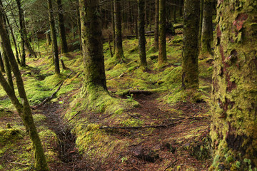 path in wild mossy forest in Scotland