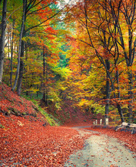 Colorful autumn scene in the mountain forest