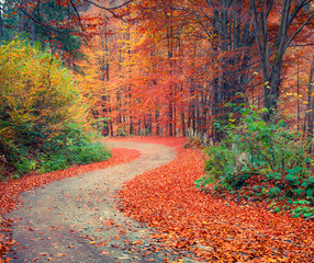 Naklejka premium Colorful autumn csene in the mountain forest