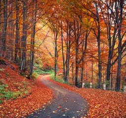  Kleurrijke herfstscène in het bergbos © Andrew Mayovskyy
