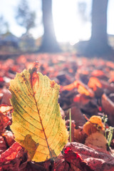 Buntes Blatt im Laub, Bäume und Sonnenstrahlen, rötlich