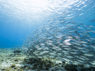 Fototapeta na wymiar Unterwasser - Riff - Fisch - Fischschwarm - Schwamm - Tauchen - Curacao - Karibik