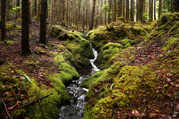 stream in wild mossy forest in Scotland