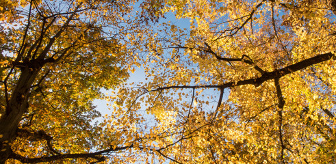 Buntes Blätterdach im Herbst, Breitbild