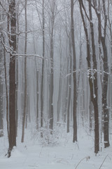 Forest after an ice storm