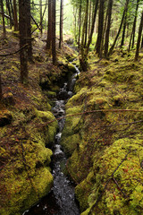 Fototapeta na wymiar stream in wild mossy forest in Scotland
