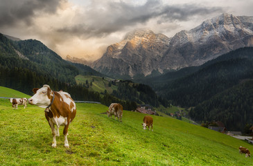 Fototapeta na wymiar Herd of cows in a meadow in the Alps at sunset