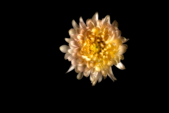 Singled Peach Chrysanthemum