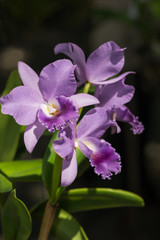 Obraz premium beautiful light purple cattleya orchid flower