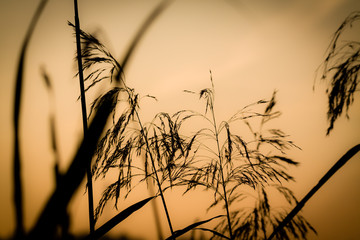 Reed grass against the pastel sunrise sky.