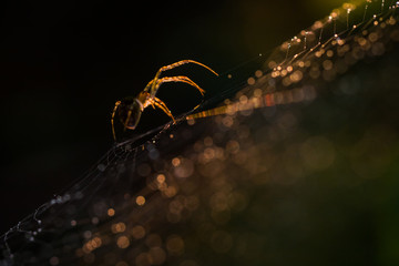 Close up of forest spider in cobweb after rain.
