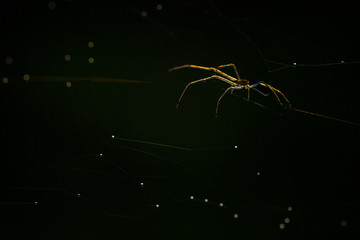 Close up of forest spider in cobweb after rain.