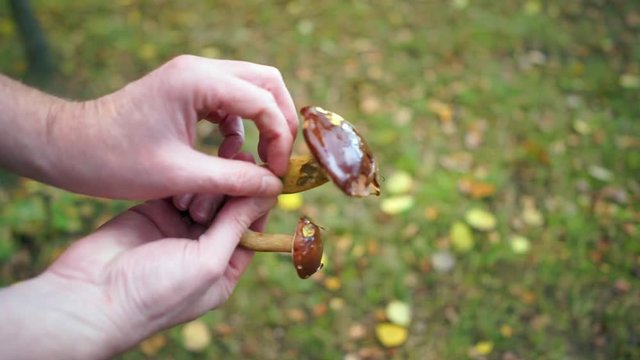 Grobreinigung von Speisepilzen mit Finger