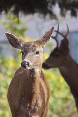 Deers in the Government House park in Victoria, BC
