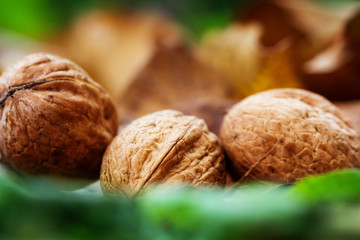 Walnuss, Walnüsse im Garten