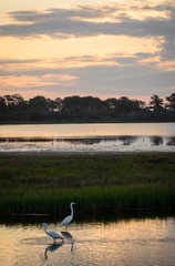 Assateague Island National Seashore