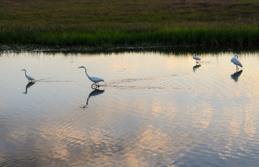Assateague Island National Seashore