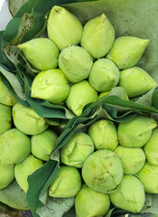 Group of green lotus