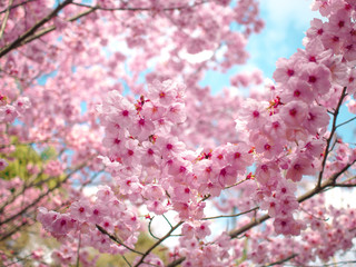 櫻と青空