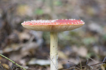 red fly agaric