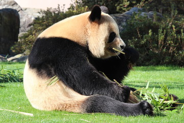 Obraz premium パンダ