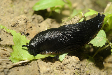 Spanish slug (Arion vulgaris) invasion in garden. Invasive slug. Nature problem in Europe.

