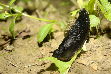 Spanish slug (Arion vulgaris) invasion in garden. Invasive slug. Nature problem in Europe.

