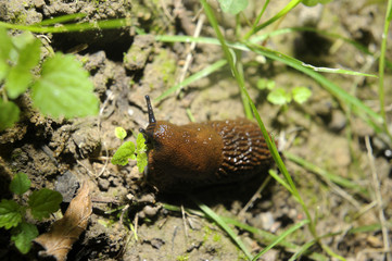 Spanish slug (Arion vulgaris) invasion in garden. Invasive slug. Nature problem in Europe.

