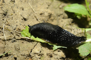 Spanish slug (Arion vulgaris) invasion in garden. Invasive slug. Nature problem in Europe.


