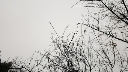 Fototapeta na wymiar Forest trees. nature black and white wood backgrounds
