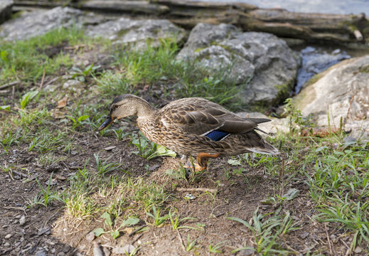 Wild duck on lake Bled in Slovenia