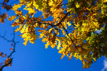 Yellow autumn oak tree leaves