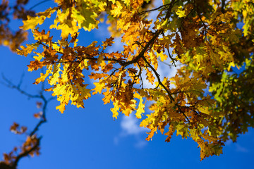 Yellow autumn oak tree leaves