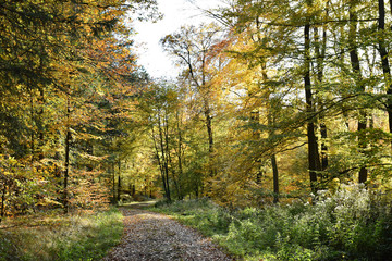 Waldweg im Herbst