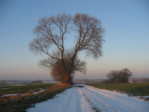 Winterbaum