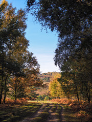 Scenic View of the Ashdown Forest in Sussex