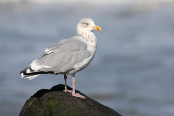 Silbermöwe
