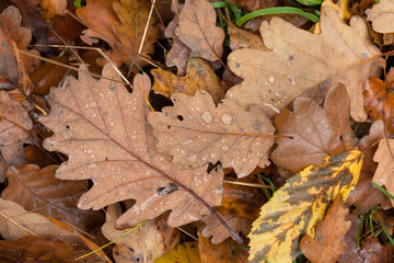Autumn leaf with dew drops
