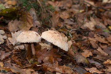 Macrolepiota Procera - Parasol Mushroom- Kania czubajka 